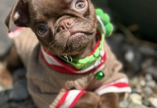 Chocolate Petit Brabancon (Smooth Brussel Griffon)