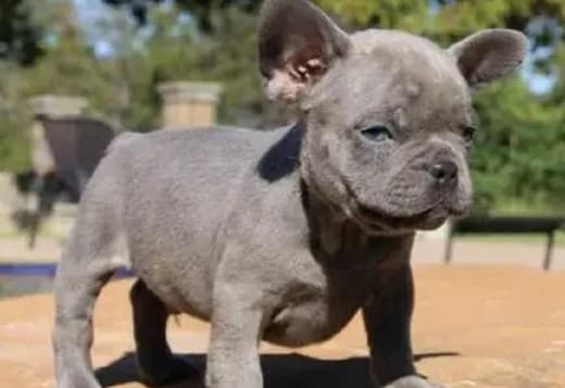 Most admired French bulldog babies