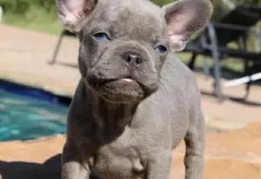 (French Bulldog) Contact via Email Only at (Sergiogustave52@gmail.com)