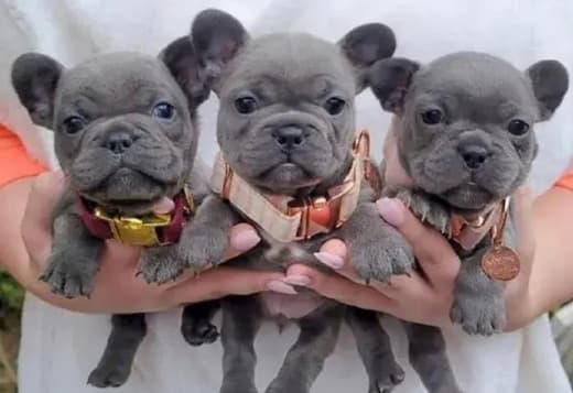 (French Bulldog) Contact via Email Only at (Sergiogustave52@gmail.com