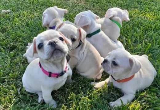 (French Bulldog) Contact via Email Only at (Sergiogustave52@gmail.com)