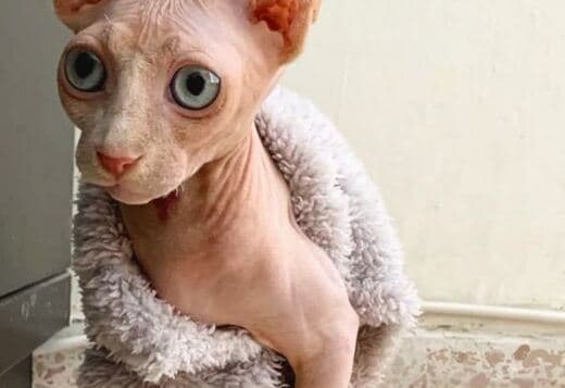 Exceptional Sphynx Kittens Looking for Loving Homes