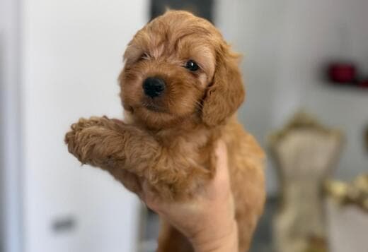 Goldendoodle Beautiful Puppies