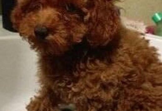 Toy red poodle puppies
