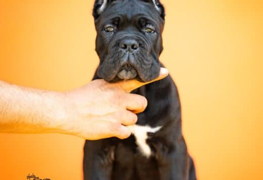 Cane Corso – Beautiful Puppies