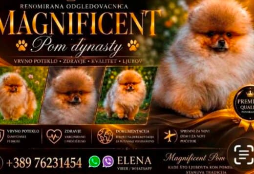 Pomeranians, exclusive puppies of Brazilian bloodline
