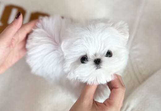 Maltese puppies