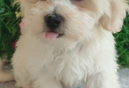 Maltese – Beautiful Puppies