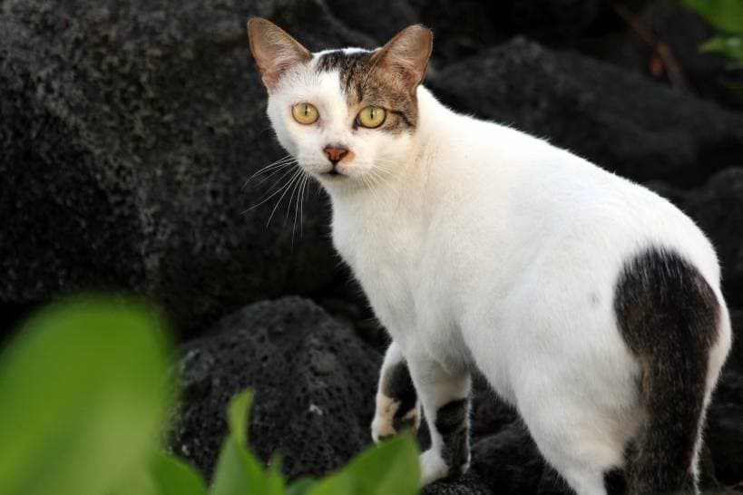 Felinology is the study of cats