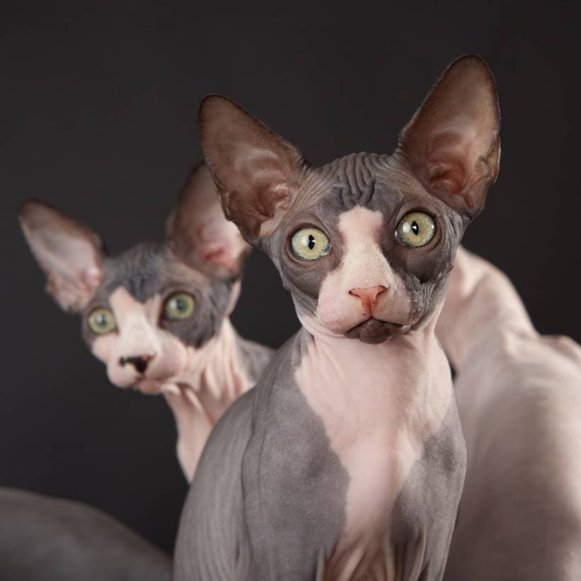 Unusual sphinx cats. Description of the breed and care