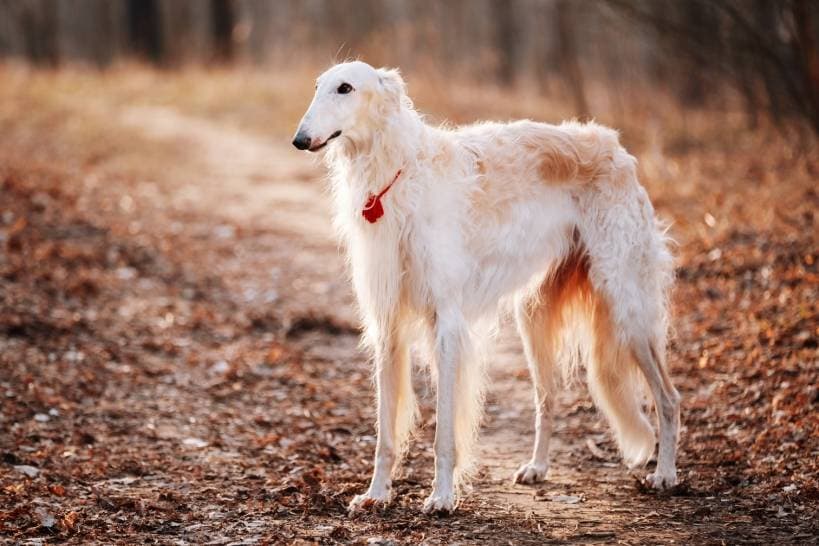 The most expensive dog breeds