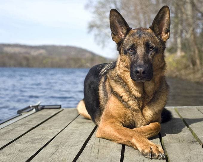 German shepherd: pros and cons