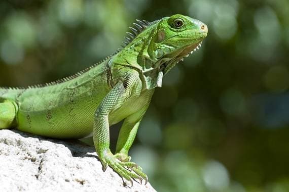 Peculiarities of lizard keeping