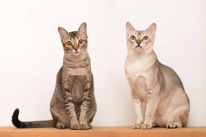 Singapore - the smallest cat in the world