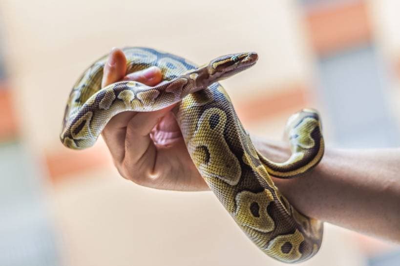 Pet snakes