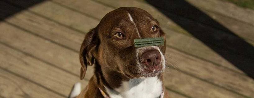 How to be a good master for your pet?
