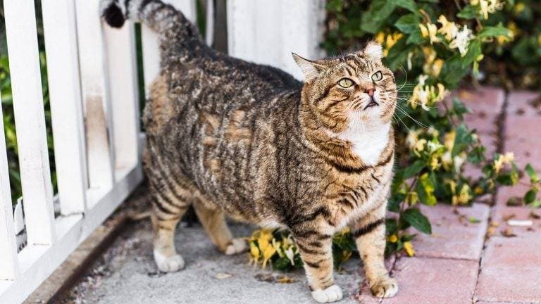 Feeding a Senior Cat: Appetite, Weight and Individual Nutrition