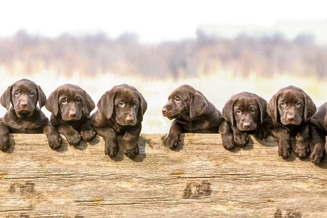 Choosing a puppy