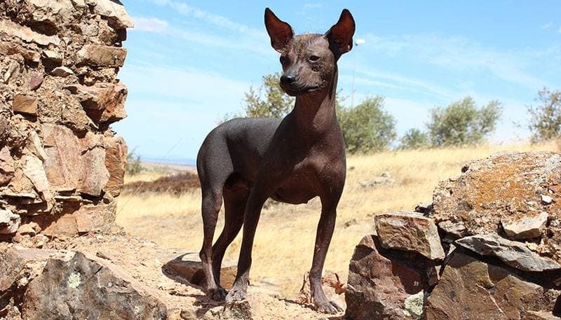 FOR THOSE WHO LOVE cheaper: Mexican Hairless Dog