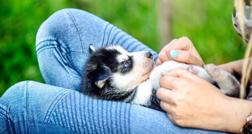 Caring for a puppy