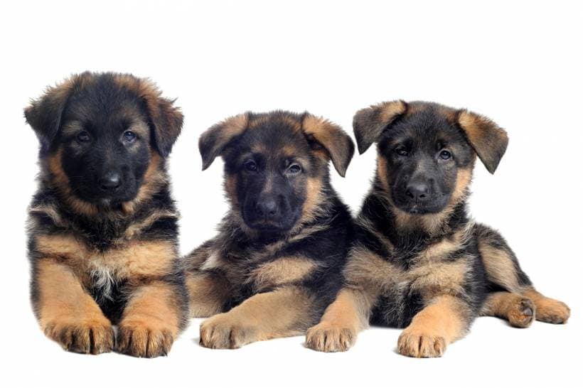 The diet of the German Shepherd