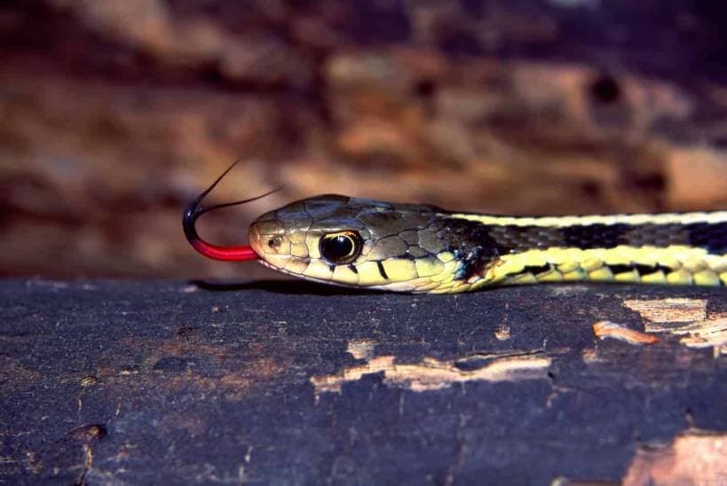How to choose a snake