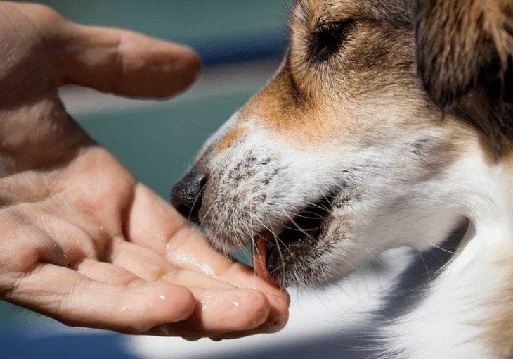 Effect on the body of worms dogs