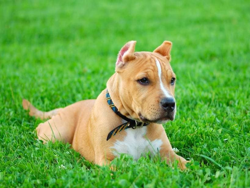 American Staffordshire terrier