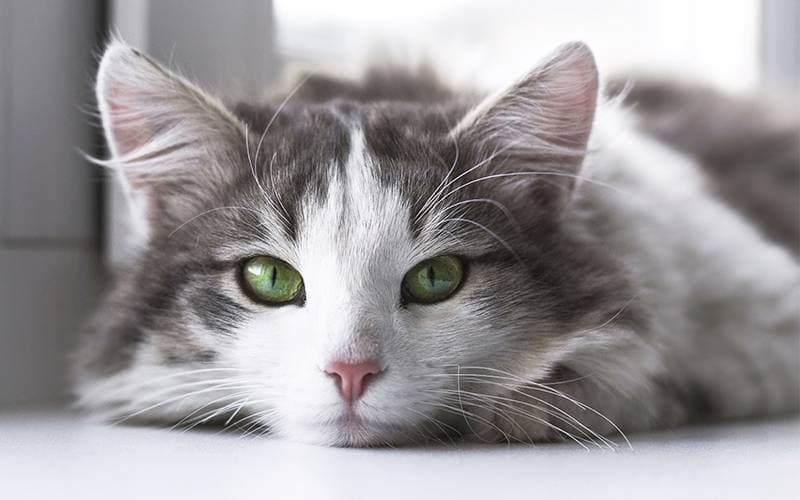 How long do cats live?