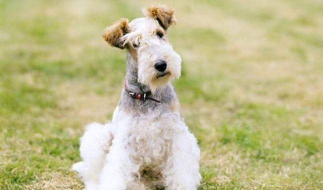 Terriers