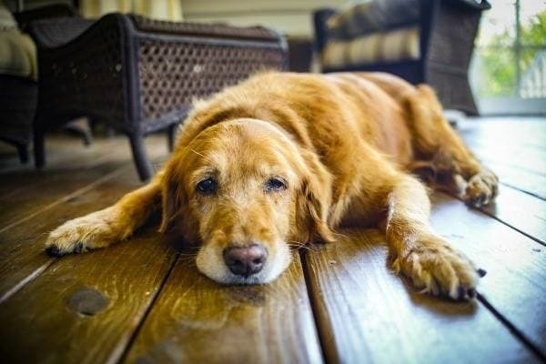 Dog in the house