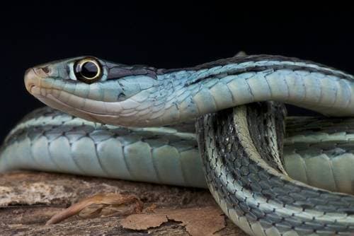 Recommendation to keep snakes
