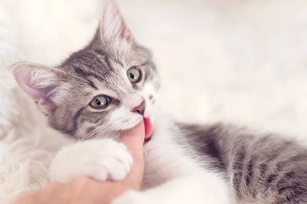 Why does the cat chew out its hair?