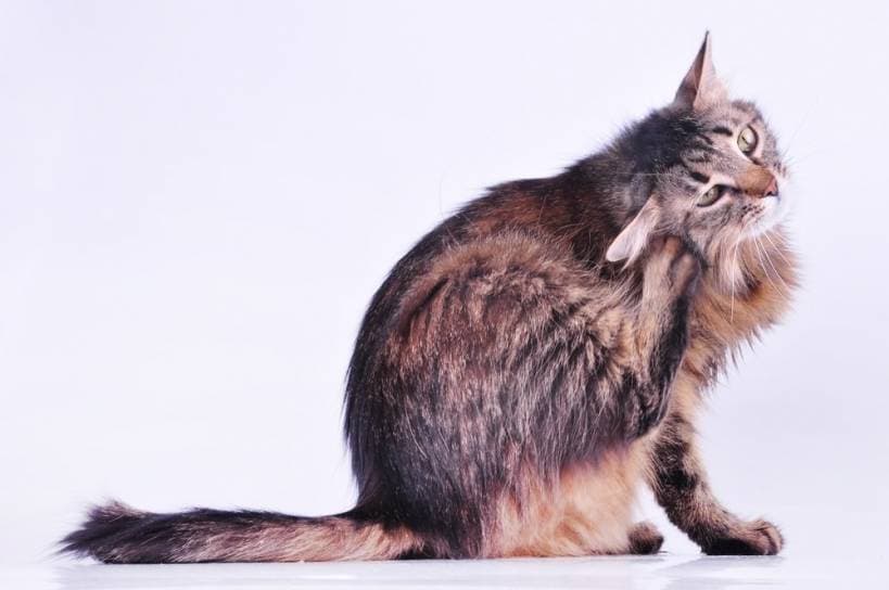 What is cat's pregnancy like?