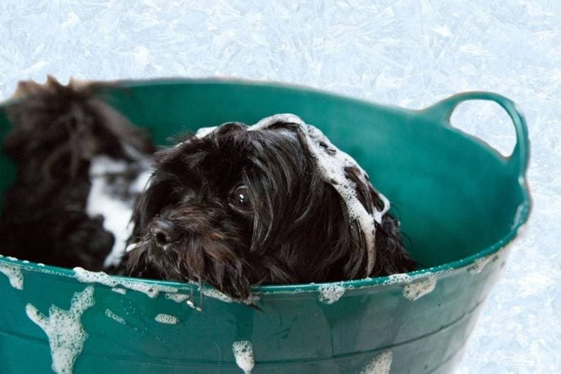 How to take care of dog's hair properly?