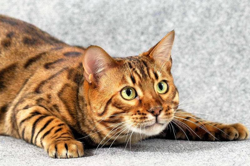 bengal house cats