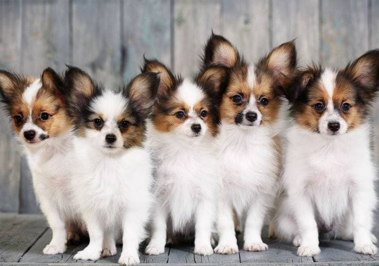 Papillon