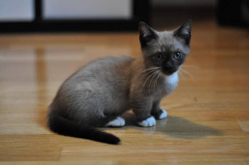 The Adorable Munchkin Cat – All You Need To Know