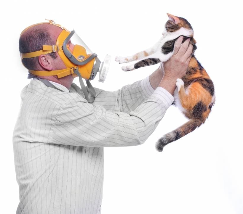 How to Manage Your Cat's Allergies: A Guide for Pet Owners
