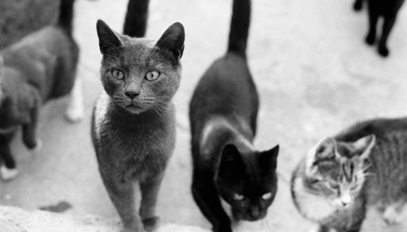 Cat's walk or freedom in pet’s actions?
