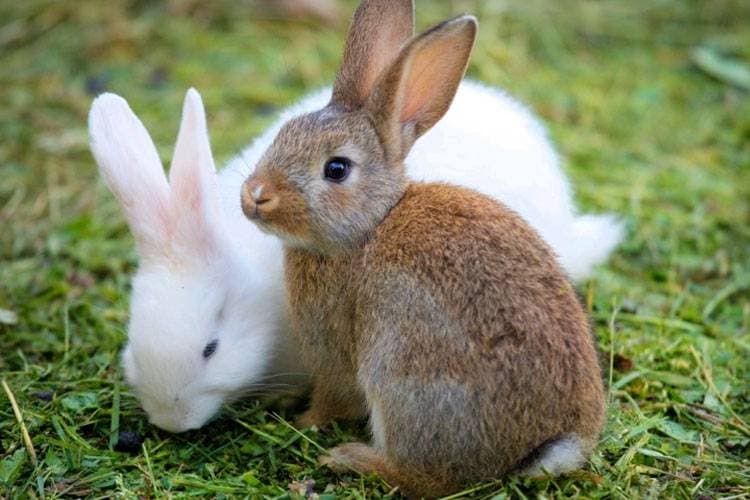 Why a bunny is the symbol of Easter?