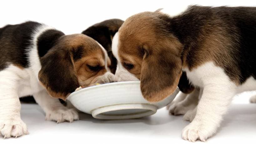 Ration of puppy