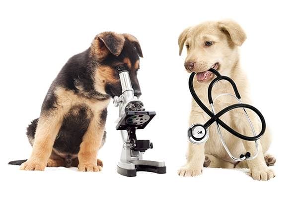Your dog's education