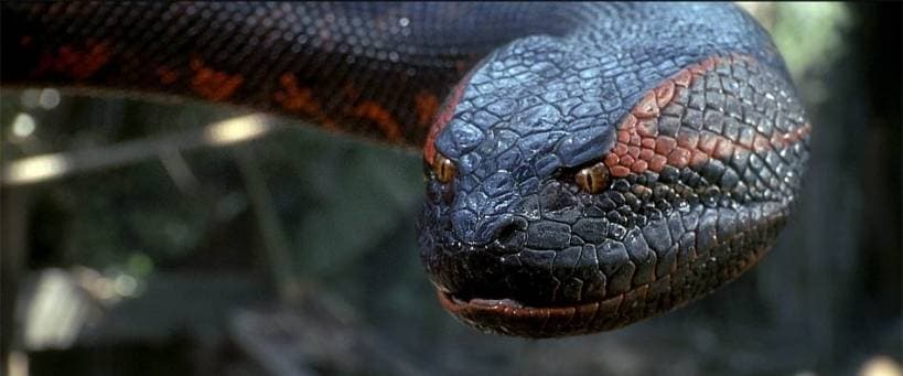 Anaconda - the largest of the snakes