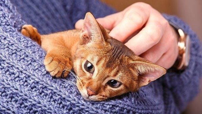 First-Time Cat Owner Guide: From Arrival to a Calm Routine
