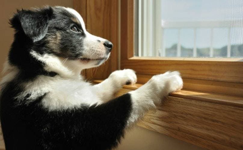 Entertainment for a fluffy pet