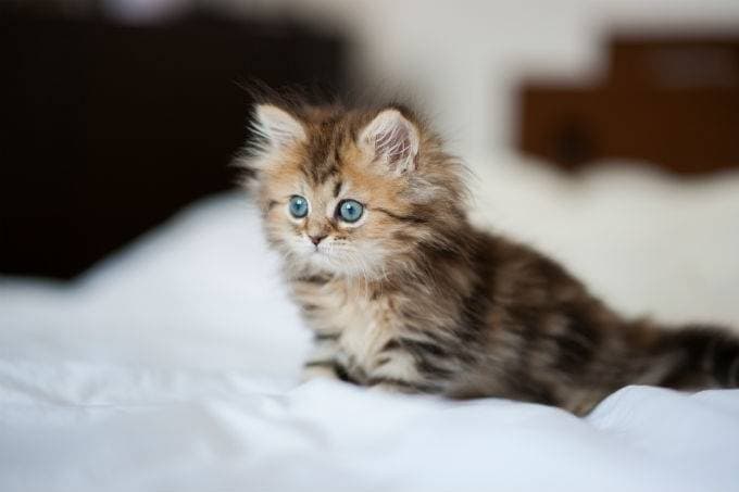 Most long-haired cat breeds