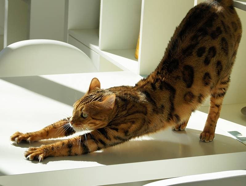 Cat behaviour