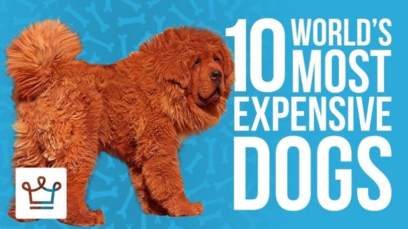 The 10 Most Expensive Dog Breeds in the World