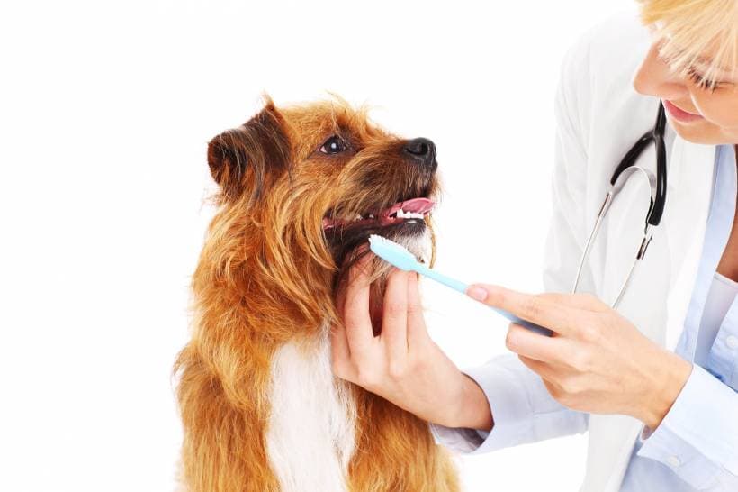 How to Examine the dog every day?
